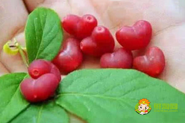 杈杷果的功效与作用,杈把果的产地