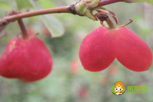 杈杷果的功效与作用,杈把果的产地