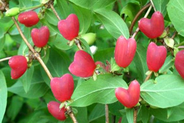 相思果能吃吗,相思果和樱桃的区别