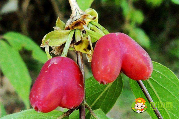 相思果能放多长时间,相思果怎么保存