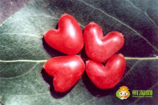 相思果能放多长时间,相思果怎么保存