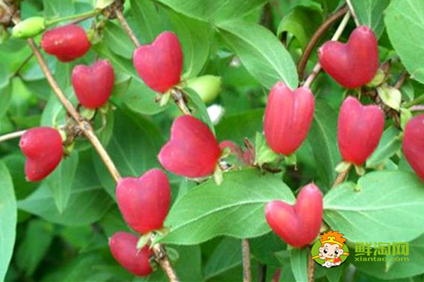 相思果能放多长时间,相思果怎么保存