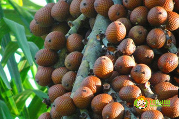 赤湖果是蛇皮果吗,赤湖果和蛇皮果区别较大