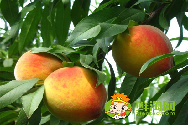 冬天有没有桃子吃,冬桃品种哪个好