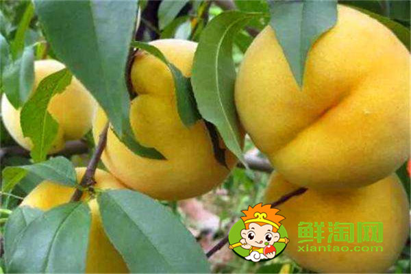 冬天有没有桃子吃,冬桃品种哪个好