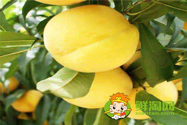 冬天有没有桃子吃,冬桃品种哪个好