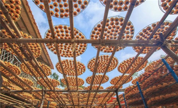 野菊花怎么加工泡水喝