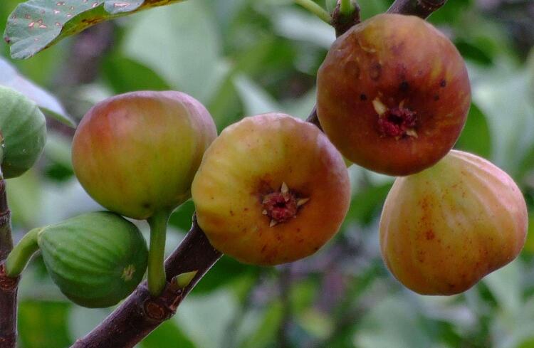 无花果的功效与作用,5种人不能吃无花果