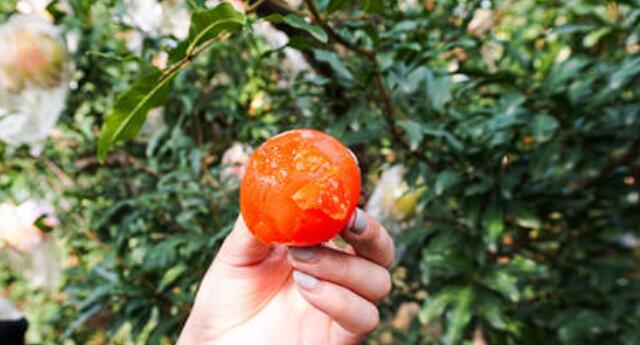 柿子怎么催熟又软又甜,柿子要怎么处理才能吃