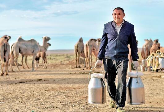 国产驼奶和进口驼奶区别,中国驼奶有哪些品牌