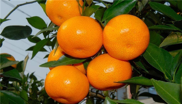 江西特产有哪些土特产,江西特产有哪些值得带